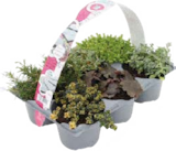 Bodendeckerpflanzen 'Pflasta la Vista' im aktuellen Globus-Baumarkt Prospekt