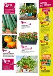 Plant De Tomates Plant De Tomates