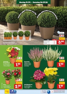 Pflanzen im aktuellen Netto Marken-Discount Prospekt (Mönchengladbach) Pflanzen im Netto Marken-Discount Prospekt "Aktuelle Angebote" mit 71 Seiten (Mönchengladbach)