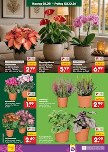Zimmerpflanzen im Netto Marken-Discount Prospekt "Aktuelle Angebote" mit 72 Seiten (Hamburg)