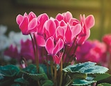 Promo CYCLAMEN POT 10.5 CM à 2,79 € dans le catalogue Intermarché à Sainte-Maure-de-Touraine