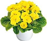 Primel  im aktuellen Hellweg Prospekt für 1,99 €