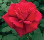 Promo Rosiers racinés rouges à 43,90 € dans le catalogue LaMaison.fr à La Ferté-Bernard