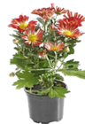Chrysanthemum indicum bei OBI im Fulda Prospekt für 1,79 €