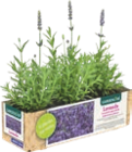 Lavande 3 plants par barquette - GARDENLINE en promo chez Aldi Lavande 3 plants par barquette - GARDENLINE dans le catalogue Aldi