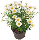 Strauchmargerite im Angebot bei REWE in Fellbach Strauchmargerite Angebote bei REWE Fellbach für 2,29 €