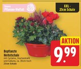 Bepflanzte Herbstschale für 9,99 € bei E center im Angebot Bepflanzte Herbstschale im aktuellen E center Prospekt