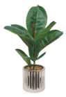 Ficus Sky en promo chez Maxi Bazar Boulogne-Billancourt à 19,99 €