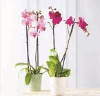 Orchidée 2 tiges en promo chez Super U Saint-Nazaire à 10,99 €