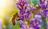Lavendel Topf-Ø 11 cm für 2,49 € bei Hellweg im Angebot Lavendel Topf-Ø 11 cm im aktuellen Hellweg Prospekt