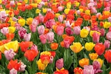 Jardiland Charmeil - Promo Assortiment de Tulipes "triomphe" ou Narcisses à grande couronne Promo Assortiment de Tulipes "triomphe" ou Narcisses à grande couronne à 11,99 € dans le catalogue Jardiland à Charmeil