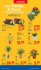 Fleurs Angebote im Prospekt "Moins Cher !" von Lidl auf Seite 35