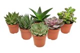 Carrefour Guingamp - Promo Plante succulente Promo Plante succulente à 1,99 € dans le catalogue Carrefour à Guingamp
