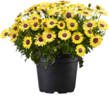 Kapkörbchen bei OBI im Prospekt "" für 2,29 €