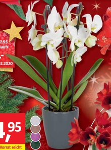 Schmetterlingsorchideen bei BAUHAUS in Bergheim Schmetterlingsorchideen im Angebot bei BAUHAUS Bergheim