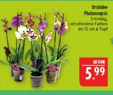 Orchidee Phalaenopsis Angebote bei Marktkauf Leipzig für 5,99 €