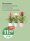 Bromelien von  im aktuellen V-Markt Prospekt für 11,99 €