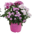 Chrysanthemen-Trio im Angebot bei Penny in Böblingen Chrysanthemen-Trio Angebote bei Penny Böblingen für 2,29 €