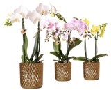 Orchidée 2 tiges - Carrefour à Le Mans Orchidée 2 tiges en promo chez Carrefour Le Mans à 12,99 €
