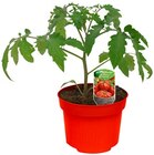 Tomatenpflanze "Historische Sorte" im Angebot bei REWE in Hanau Tomatenpflanze "Historische Sorte" Angebote bei REWE Hanau für 1,69 €