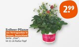 Aktuelles Erdbeer-Pflanze Angebot bei tegut in Stuttgart ab 2,99 €