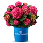 Hortensie 'Endless Summer' Angebote von Endless Summer bei Hagebaumarkt Bocholt für 19,99 €