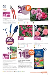 Offre Camélia dans le catalogue Jardiland du moment à la page 5