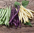 Aktuelles Erbsenzähler Angebot bei Pflanzen Kölle in Nürnberg ab 3,99 €