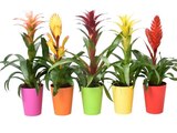 Carrefour Vernon - Promo Plante exotique Promo Plante exotique à 6,99 € dans le catalogue Carrefour à Vernon