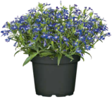 Angebot im Hagebaumarkt Springe Prospekt Hagebaumarkt Springe Prospekt mit im Angebot für 1,99 €