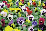 Intermarché Super Romilly-sur-Andelle - Promo Pensée ou viola pot 13 cm Promo Pensée ou viola pot 13 cm à 3,89 € dans le catalogue Intermarché Super à Romilly-sur-Andelle