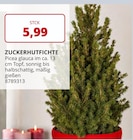 Zuckerhutfichte im aktuellen Prospekt bei Labertaler Fachmarkt in Mallersdorf-Pfaffenberg