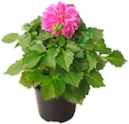 Dahlie im Penny Prospekt Dahlie von im aktuellen Penny Prospekt für 1,69 €