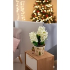 Jacinthes en pot décoratif en promo chez Carrefour Jacinthes en pot décoratif dans le catalogue Carrefour