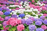 Aktuelles Hortensie Angebot bei Thomas Philipps in Herne ab 3,99 €