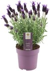 Schopf-Lavendel "Anouk" Angebote bei REWE Waiblingen für 2,89 €