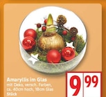 Amaryllis im Glas für 9,99 € bei EDEKA im Angebot Amaryllis im Glas im aktuellen EDEKA Prospekt