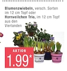 Blumenzwiebeln oder Hornveilchen Trio von  im aktuellen Marktkauf Prospekt für 1,99 €