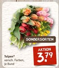Tulpen im aktuellen Prospekt bei nahkauf in Schneeberg