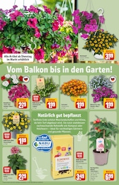 Pflanzerde Angebot im aktuellen REWE Prospekt auf Seite 35