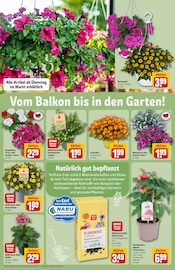 Ähnliche Tomatenerde Angebote im Prospekt "Dein Markt" von REWE Ähnliches Angebot bei REWE in Prospekt "Dein Markt" gefunden auf Seite 35