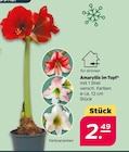 Amaryllis im Topf  im aktuellen Netto mit dem Scottie Prospekt für 2,49 €