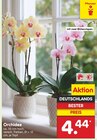 Orchidee Angebote bei Netto Marken-Discount Garbsen für 4,44 €