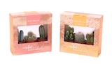 Lot de 3 succulentes ou cactus à Carrefour dans Sciez Lot de 3 succulentes ou cactus à Carrefour dans Sciez