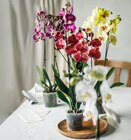 Kaufland Hermeskeil - Orchidee Angebot im Prospekt Orchidee bei Kaufland im Hermeskeil Prospekt für 9,99 €