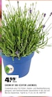 ECHTER LAVENDEL im OBI Prospekt ECHTER LAVENDEL von GROW BY OBI im aktuellen OBI Prospekt für 4,99 €