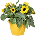 Sonnenblume Sunsation im Angebot bei REWE in Elmshorn Sonnenblume Sunsation Angebote bei REWE Elmshorn für 9,99 €