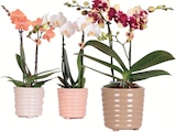 Orchidée dans le catalogue Delbard