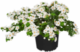 Schneeflockenblume bei Hagebaumarkt im Kellinghusen Prospekt für 1,99 €
