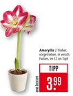 Amaryllis im Angebot bei Marktkauf in Tübingen Amaryllis Angebote bei Marktkauf Tübingen für 3,99 €
